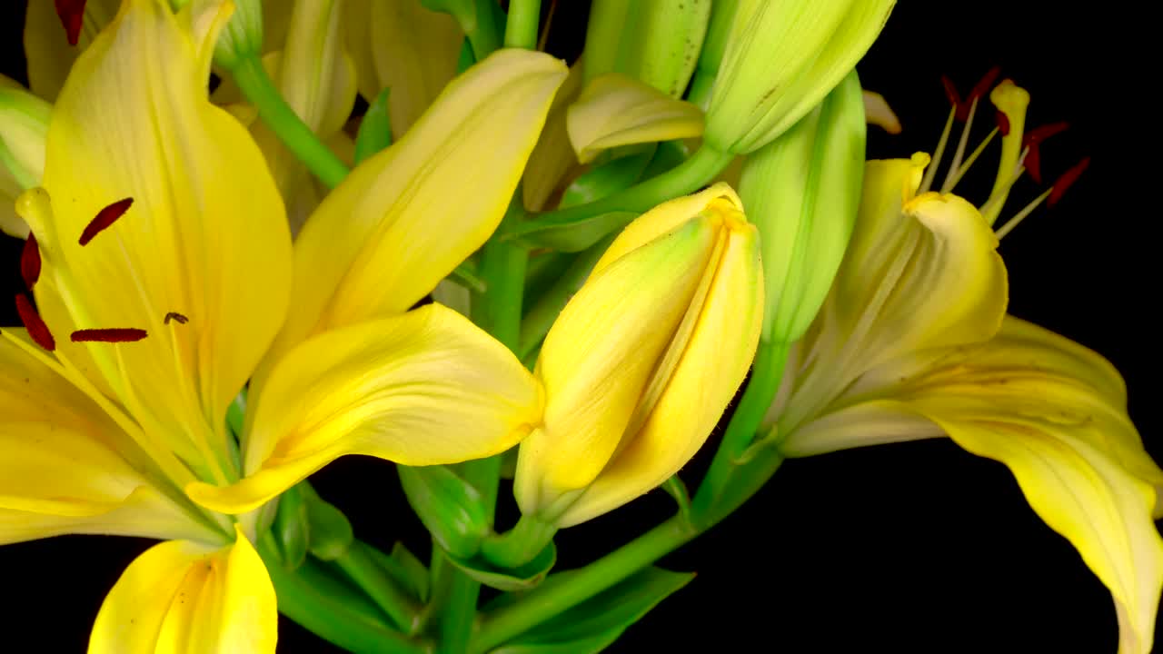 Download Stock Footage Yellow Lily Flower Opening Live Wallpaper Free