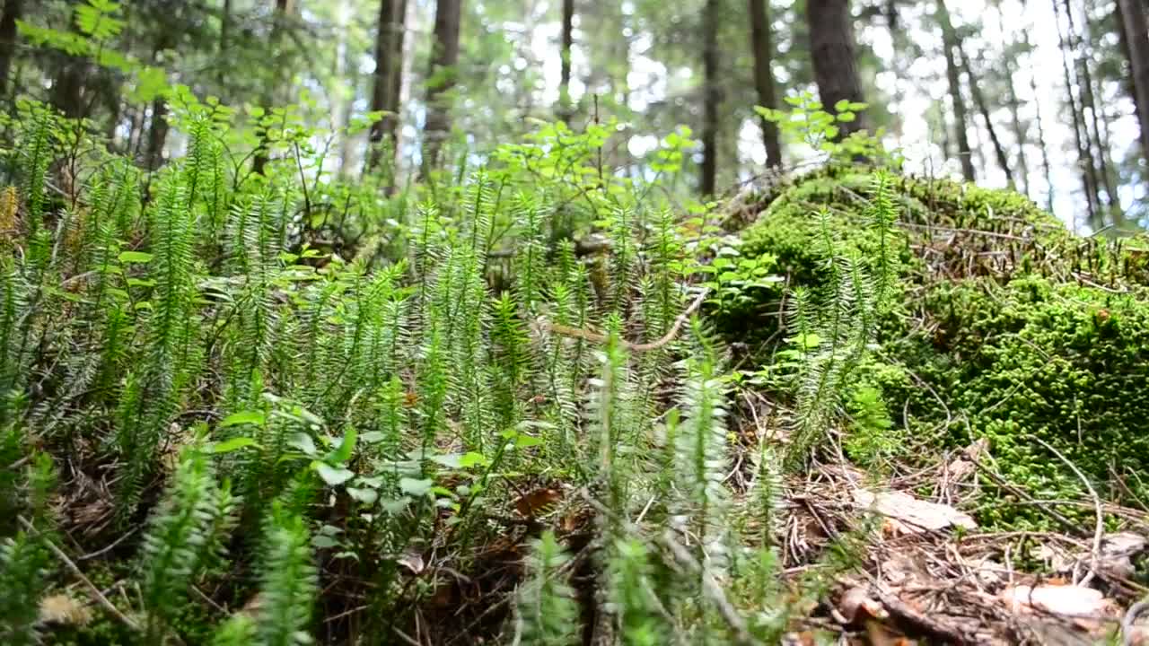 Download Stock Footage Young Ferns Growing In The Forest Live Wallpaper Free