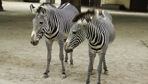 Download Stock Footage Young Zebras In The Zoo Live Wallpaper Free