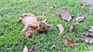 Download Stock Footage Young Cats Play In The Garden Live Wallpaper Free