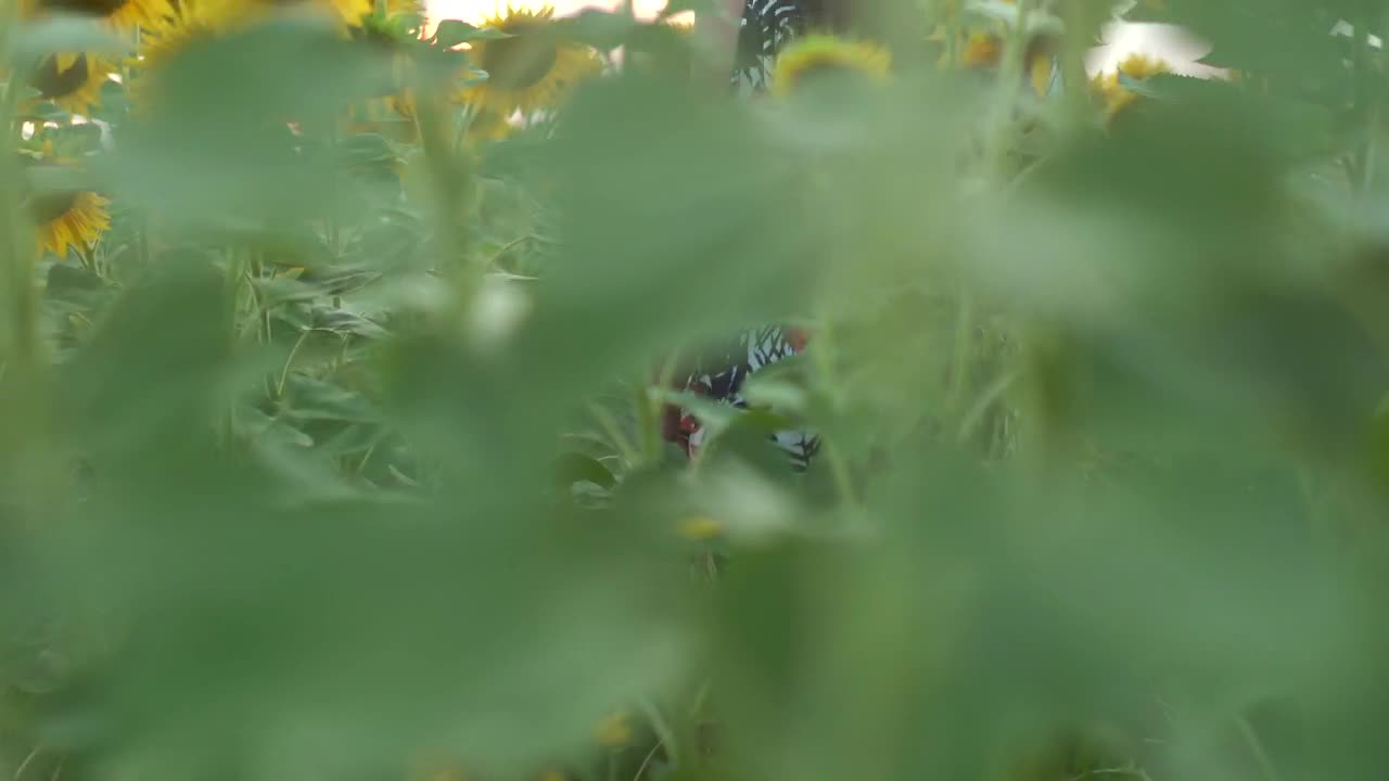 Download Stock Footage Woman With A Hat In A Sunflower Field Live Wallpaper Free