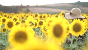 Download Stock Footage Woman Enjoying A Sunflower Crop Field Live Wallpaper Free
