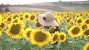 Download Stock Footage Woman With A Hat Walks In A Sunflower Field Live Wallpaper Free