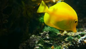 Download Stock Footage Yellow Fish Swimming Among Corals Live Wallpaper Free