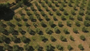 Download Stock Footage Zooming Out From An Olive Field Live Wallpaper Free