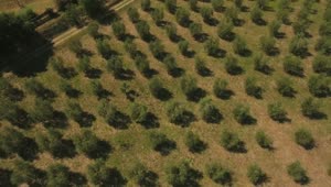 Download Stock Footage Zooming Out Of An Olive Field Live Wallpaper Free