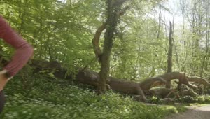 Download Stock Footage Woman Running Past A Fallen Tree Live Wallpaper Free