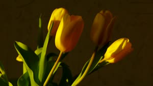 Download Stock Footage Yellow Tulips At Home Time Lapse Live Wallpaper Free