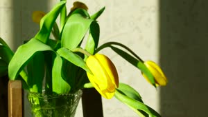 Download Stock Footage Yellow Tulip Flowers Raising Live Wallpaper Free