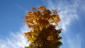 Download Clouds Maple Tree Video Live Wallpaper