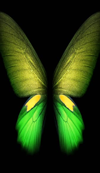 Download Butterfly Green Samsung Galaxy Z Fold3 Phone Live Wallpaper