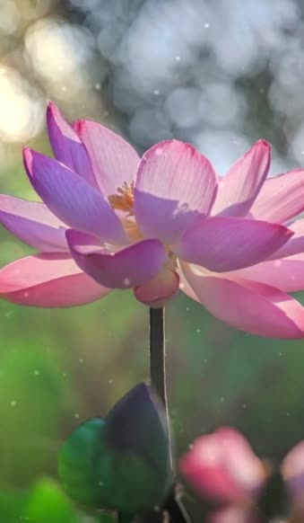 Download Android  iOS iphone Mobile Lotus Flower Nature Live Wallpaper