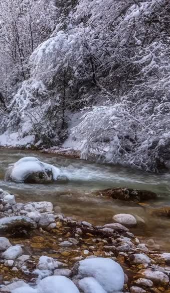 Download Android  iOS iphone Mobile River In Winter Forest Live Wallpapers