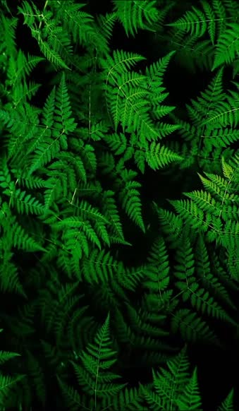 Download iPhone  Android Green Fern Nature Free Phone Live Wallpaper
