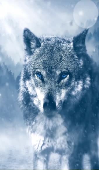 Download iPhone  Android Snow Wolf Animals Phone Live Wallpaper