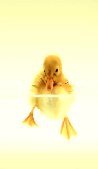 Download iPhone  Android Duckling Swim Water Animals Phone Live Wallpaper