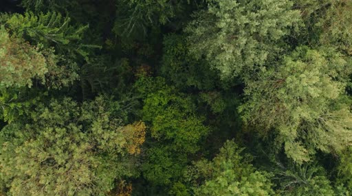 Download Forest Drone Live Wallpaper