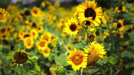 Download Summer Sunflowers HD Live Wallpaper